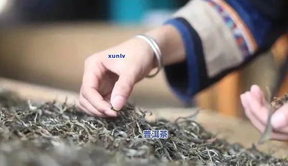 普洱茶中的絮絮：了解其来源、作用与影响，如何避免饮用时的困扰