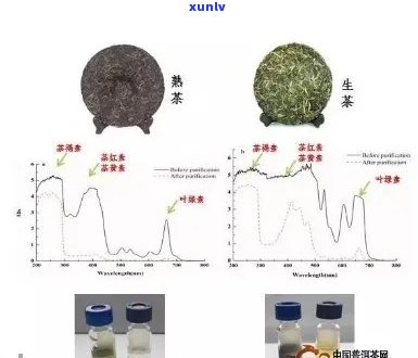 普洱茶中的黄曲霉菌：危害、检测与防治