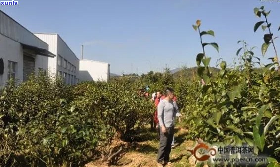 新普洱茶领域中的才者：揭秘这家独特的厂区是如何炼成'普洱茶王者' 