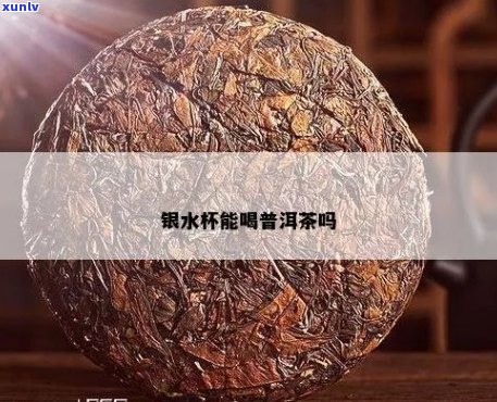 '银杯泡普洱茶的可行性及相关问题解答'