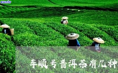 车顺号普洱茶的特点