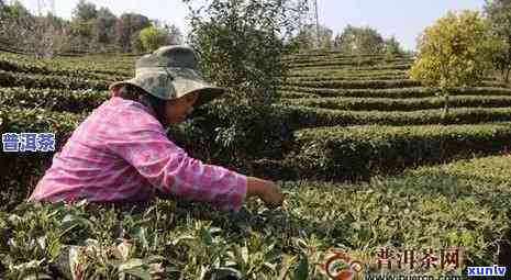 云南普洱茶叶场：寻找价格更优的供应商