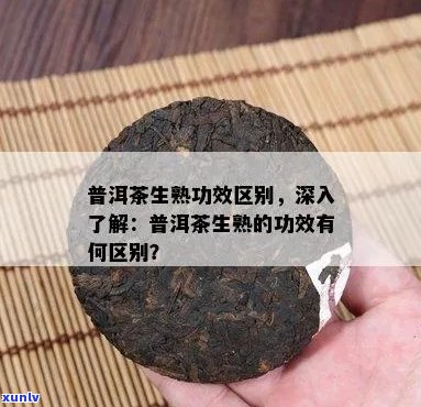 普洱茶中的生普和熟普有何区别和功效？