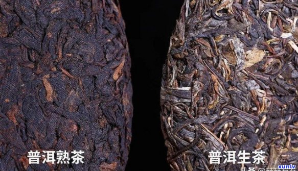 普洱茶生普与熟普的区别及其品尝技巧