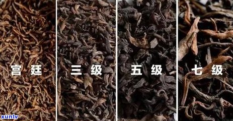 全方位指南：如何辨别普洱茶的品质，从外观、香气到口感一一解析