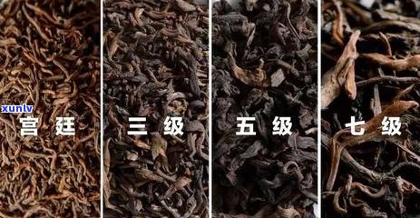 全方位指南：如何辨别普洱茶的品质，从外观、香气到口感一一解析