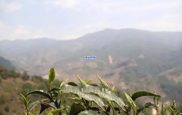 临沧地区知名普洱茶山一览：探寻云南茶叶产业的瑰宝