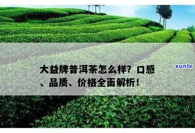 大益普洱茶与金大福茶叶的对比：品质、口感与价格分析