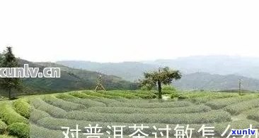 新 普洱茶过敏反应应对措：原因、症状与解决 *** 