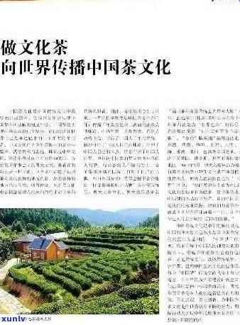 国宝茶业：品茗之旅，探索中国茶叶文化的魅力与历