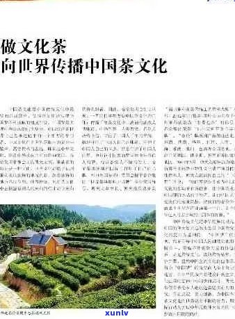 国宝茶业：品茗之旅，探索中国茶叶文化的魅力与历