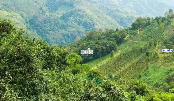 普洱茶山江内六大茶山及普洱茶的购买点和区分，江内外的选择。