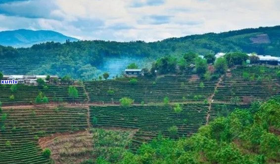 普洱茶江山如画：品茗之旅、文化探索与地理风情一览无余