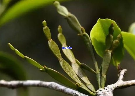 普洱茶怎么泡不苦？如何泡出好喝的普洱茶，不苦涩、不带味！