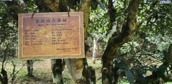 曼松普洱茶价格高昂的原因解析：品种、产地、 *** 工艺等多重因素影响