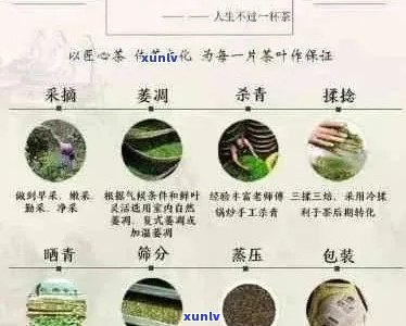 胡亭普洱茶：品鉴、选购、保存与冲泡全攻略，让你轻松掌握普洱茶的魅力！