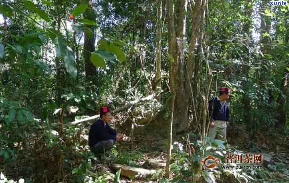 探索布朗山阿克寨：地理位置、历背景、景点推荐及旅游指南