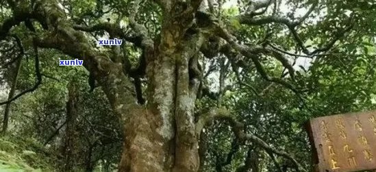 新 古树红茶与古树普洱茶树的异同：一棵树的力量，两种独特的味道