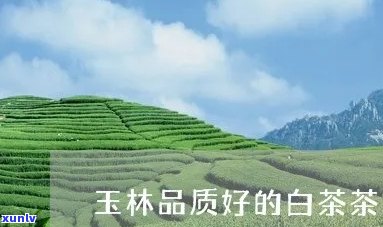 在玉林哪些地方可以购买到优质的茶叶？