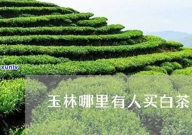 在玉林哪些地方可以购买到优质的茶叶？