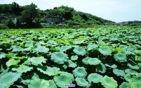 翡翠碎了怎么处理干净：处理残缺翡翠的7个有效 *** 