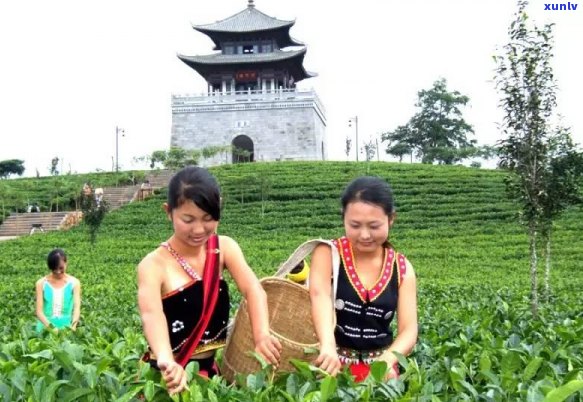 普洱茶存放时间过长味道淡怎么办？如何让普洱茶保持口感和香气？