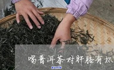 喝普洱茶对肝有害吗