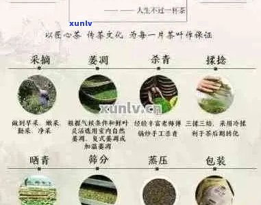 普洱茶全系列价格指南：从入门级到顶级品质茶叶的价格一应俱全