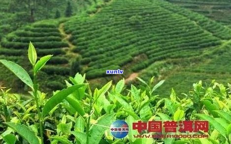 兴国县普洱茶的产地和有哪些？