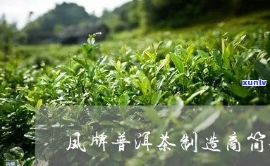 新凤牌普洱茶生茶的制造商在哪里？了解其产地和 *** 工艺