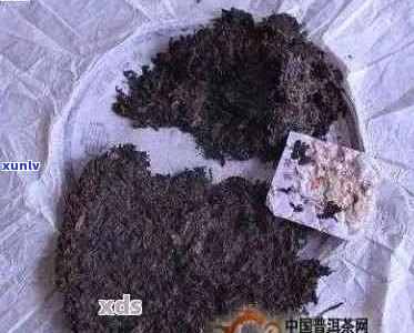 探究普洱茶中碎渣子现象的原因及其对品质的影响