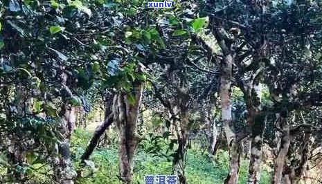 云南高贡山普洱茶古树茶木王收藏价值及价格详情，包括2007年份