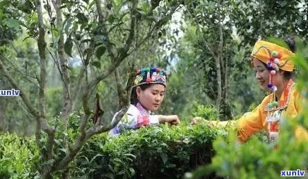 药可以跟普洱茶喝吗？普洱茶能跟药一起喝吗？普洱茶可以和药一起吃吗？