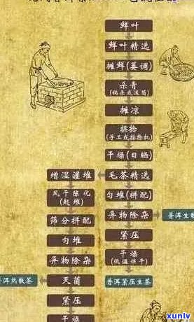 普洱茶压饼工艺详解：从原料到成品的完整流程及技巧解析