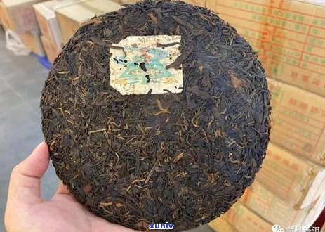 普洱茶：一种全面的茶叶类型及其独特魅力