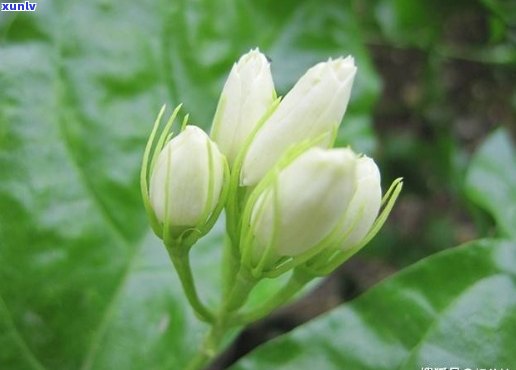 普洱茶中常见的花材及其特点：全面了解普洱茶中的花卉种类及其对茶香的影响