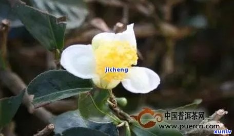 普洱茶的茶花功效、可喝性与果效，以及其对健的益处