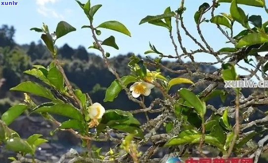 普洱茶花的花语：解读其各种含义以及如何运用在生活中