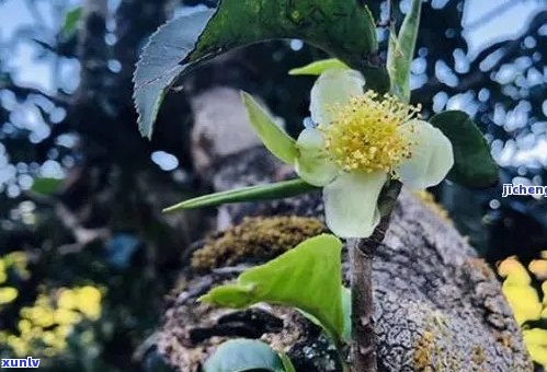 普洱茶花的花语：解读其各种含义以及如何运用在生活中