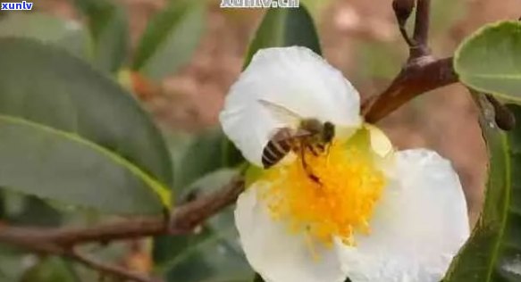 普洱茶花的花语：解读其各种含义以及如何运用在生活中