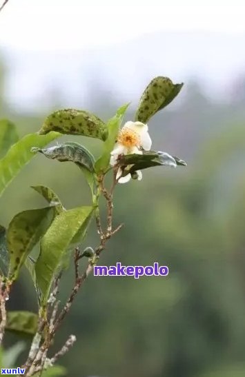 普洱茶的花是什么花