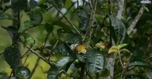 普洱茶的花是什么花