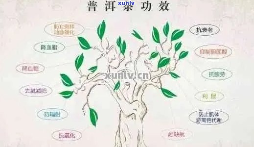 普洱茶的真相揭秘：网红、神奇之处与奥秘