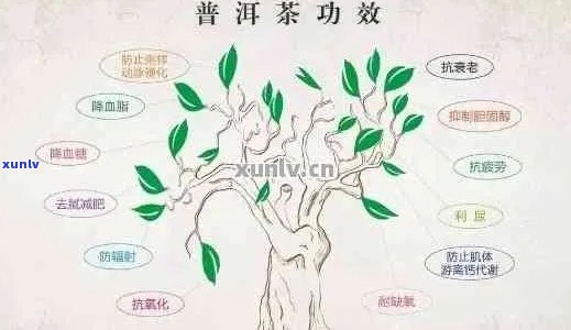 普洱茶的真相揭秘：网红、神奇之处与奥秘