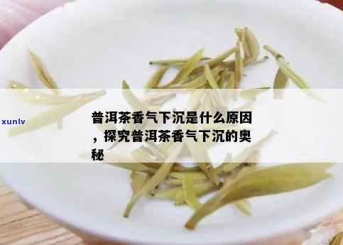 普洱茶香气下沉的原因及影响因素解析