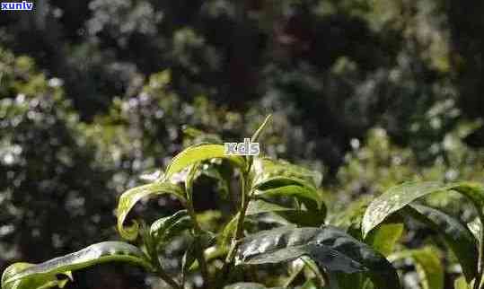 云南普洱茶小户赛百科：探究云南普洱茶小户赛的起源、 *** 工艺及品鉴 *** 