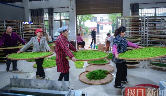 武汉传统手工茶艺开启新元：春尖圆茶大规模生产启动