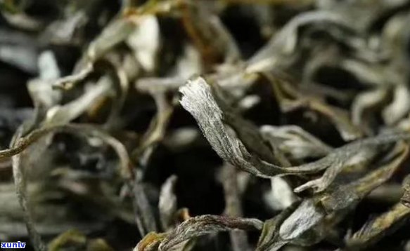 六大茶山普洱茶品种一网打尽：全面解析各具特色与口感的茶叶产品