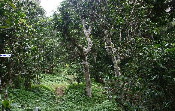 普洱茶六大茶山：名山古树、香气浓、回生津，你不可错过的茶山宝藏