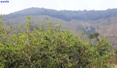 普洱茶在哪个高原生长和种植？哪个高原的普洱茶？